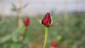 Sevgililerin Gülleri Menderes'ten