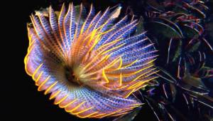 İzmir Körfezi'nden tablo gibi kareler