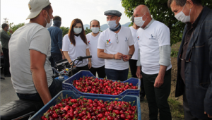 Başkan Soyer Kemalpaşa'da 250 gönüllüyle kiraz hasadını başlattı