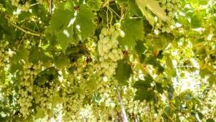 Buca üzümü asmalardan taşıyor