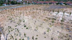 Bulgurca'ya Yeni Orman Alanı