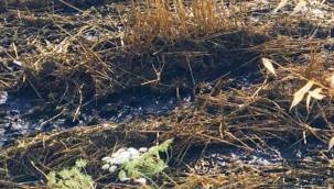 Foça'dan "Pis Kokular" Geliyor!