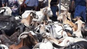 Kırkım yapıldı, şenlik gelecek seneye kaldı 