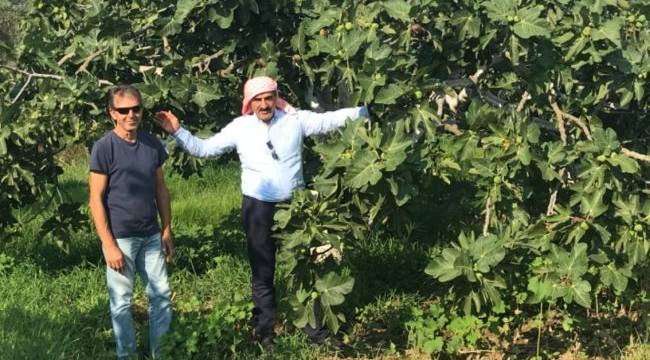 Siyah incir dünya pazarındaki yerini almaya hazırlanıyor