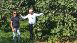 Siyah incir dünya pazarındaki yerini almaya hazırlanıyor