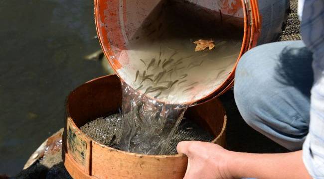 Su birikintisinde mahsur kalan balık yavruları kurtarıldı