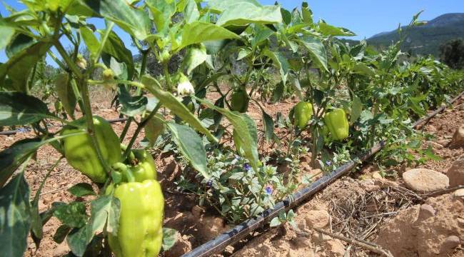 Tarladan sofraya Buca'nın yüzü üretimle gülüyor 