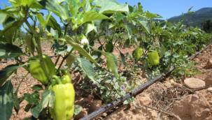 Tarladan sofraya Buca'nın yüzü üretimle gülüyor 