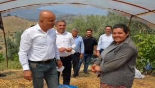 Yılmazlar ve Polat tarlada işçilerle İncir topladı