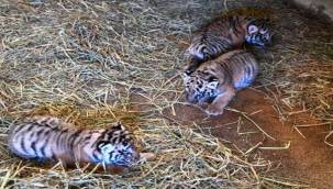 Doğal Yaşam Parkı'nda üç yavru kaplan daha doğdu