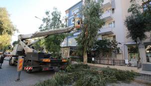 Sağlıklı Ağaç Dönemi başladı