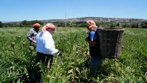 "Çeşme'de sakız enginarı tarlada kalmayacak!"