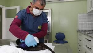 Deprem mağduru Beyaz, Engelli Kedi Evi'nde yaşama tutundu