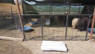 Kemalpaşa Kurban Bayramına Hazır