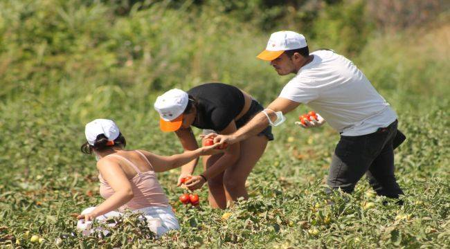 İhtiyaç Sahipleri İçin Gönüllü Son Hasat