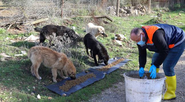 Buca'da can dostları yalnız değil