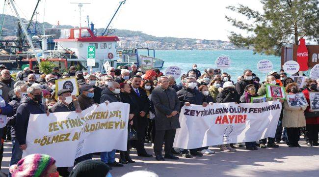 Ayvalık Halkı Zeytinlikleri Korumakta Kararlı