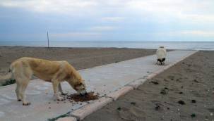 Başkan Kayalar: "Can Dostlarımızın Her Mevsim Yanındayız"