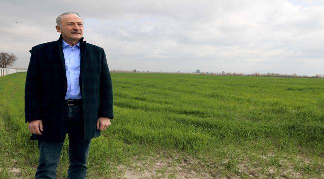 Didim Belediyesi'nin Ektiği Buğdaylar Yeşermeye Başladı