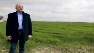 Didim Belediyesi'nin Ektiği Buğdaylar Yeşermeye Başladı