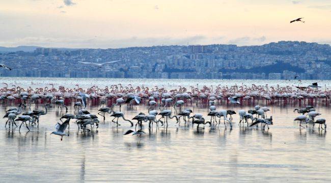 Çiğli Belediyesi'nin Gediz Atağı Sürüyor