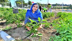 Kadifekale Mahalle Bostanı'nda ilk ürün sevinci