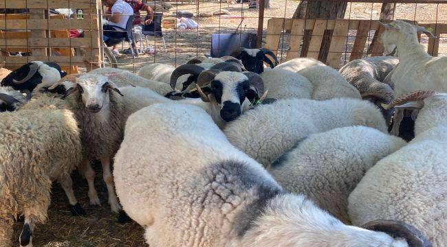 Seferihisar Kurbanlık Hayvan Pazarı