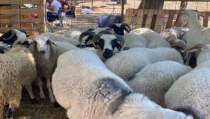 Seferihisar Kurbanlık Hayvan Pazarı