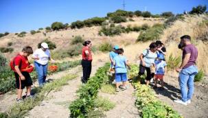 Atalık tohumlarda hasat