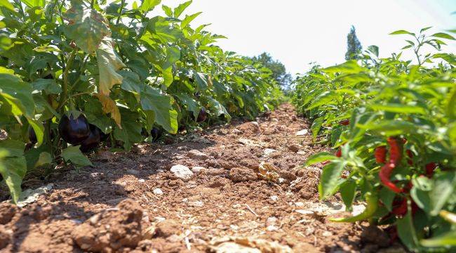 Buca'da üreticinin ilk hasat coşkusu