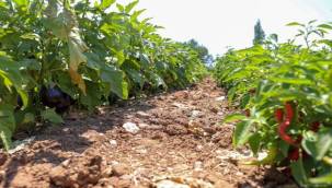 Buca'da üreticinin ilk hasat coşkusu