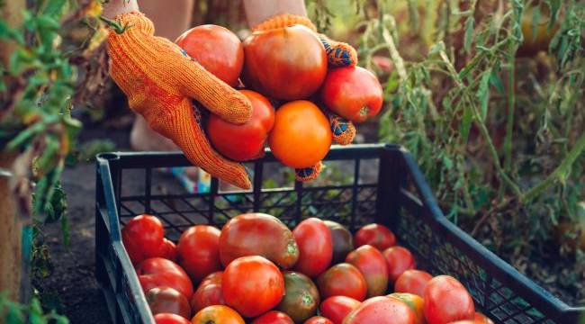 Domates konservesi ve salçası ihracatı devam ediyor