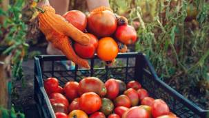 Domates konservesi ve salçası ihracatı devam ediyor