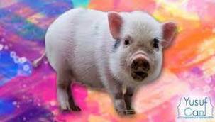 Domuz Gribi ve Soğuk Algınlığı Nasıl Ayırt Edilir?