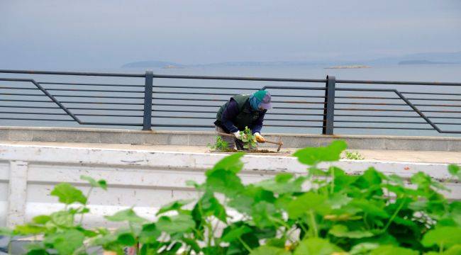 Rengarenk Sardunyalar Ayvalık'ı Süslüyor