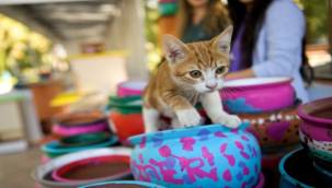 Bornova Belediyesi can dostlarına sahip çıkıyor