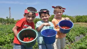 Emiralem 13. Çilek Festivali'ne hazır