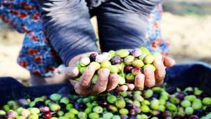 18. Uluslararası Ayvalık Zeytin Hasat Festivali Başlıyor