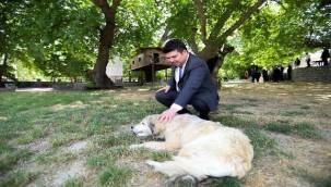 Buca'da Can Dostları İçin Seferberlik Başlatıldı