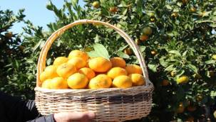 Mandalina İhracatında Hedef 500 Milyon Dolar