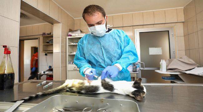  Gaziemir'de 27 bin 631 hayvana veteriner sağlık hizmeti