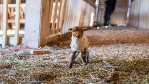 Kaçeli koyunlarının yeni evi Olivelo Yaşayan Parkı