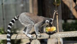 Doğal Yaşam Parkı'na pazartesi molası 