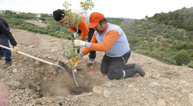 Sakız ağacı fidanları toprakla buluştu