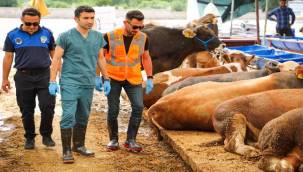 Buca'da kurban pazarlarında sıkı denetim