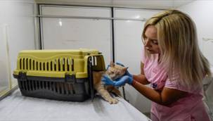 İzmir Büyükşehir Belediyesi Kısırlaştırma Çalışmalarına Hız Verdi