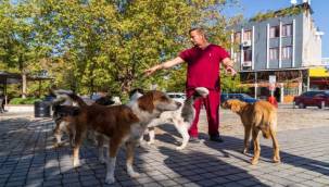 Sahipsiz köpeklerin sayımı başladı.