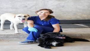 İzmir'de sahiplenilen hayvanlar ücretsiz kısırlaştırılacak