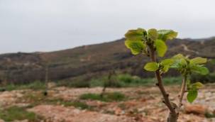 Kovankayası Bal Ormanı'na Dönüştü 