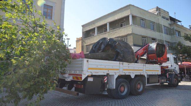 Kırılan Asırlık Çınar Ağacının Yerine Yenisini Dikti